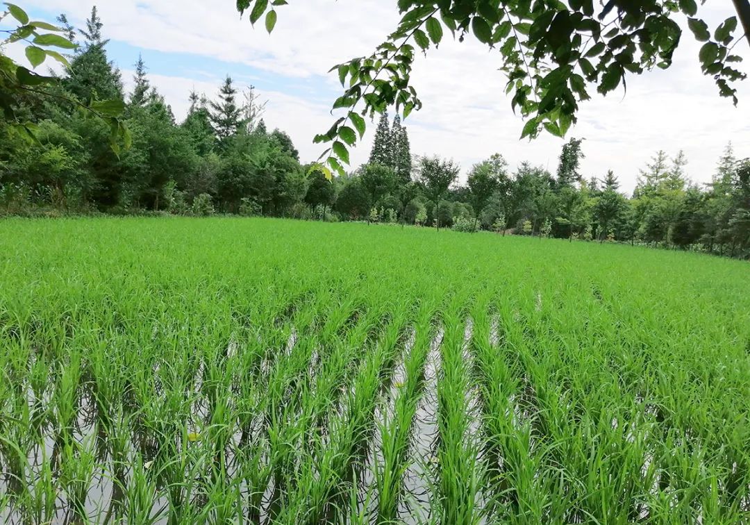 探索农村集体土地所有权房屋抵押贷款用于买新房！这地发布最新措施→